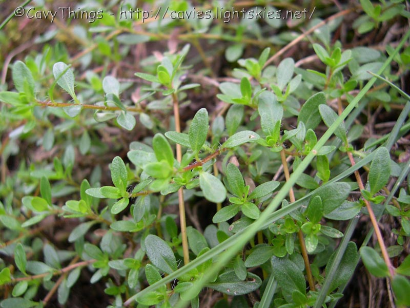  Image name: timo4.jpg 
 width: 800 pixel 
 height: 600 pixel 
 Size: 130501 bytes 
 Click to enlarge 